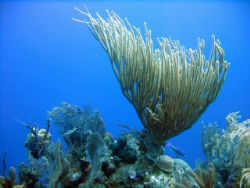 Hard/soft corals in an azure sea located near Halfmoon Ca... by Gordon Skiba 